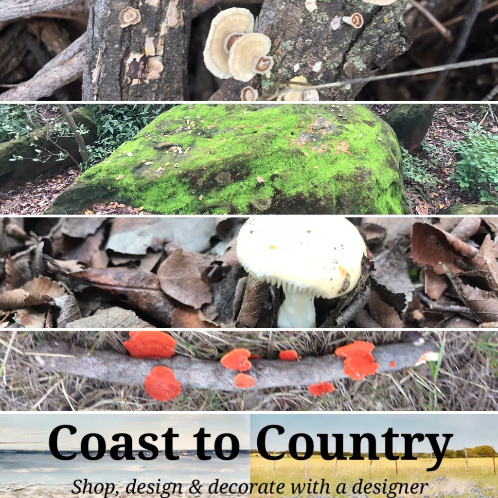 Halloween 🍄 Foraging