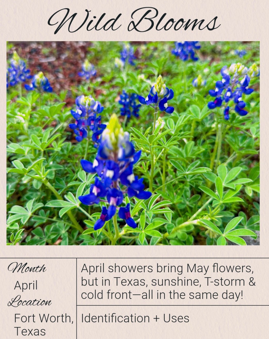 April Blooms: Spring Rains & Wildflower Wonders in My Fort Worth&nbsp;Yard
