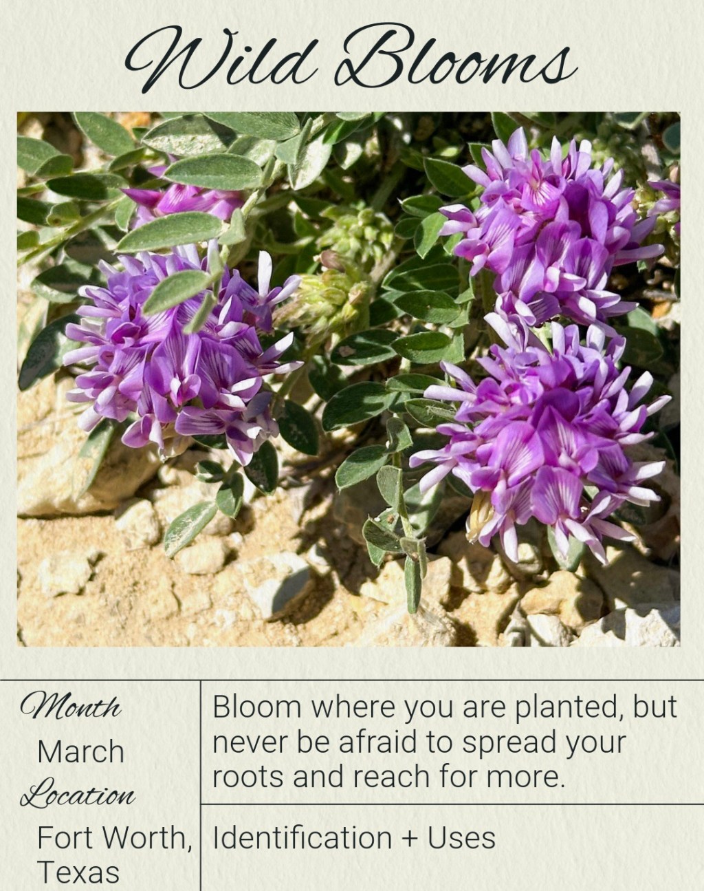 Spring Blooms in Fort Worth, Texas: Wildflower Identification &&nbsp;Uses