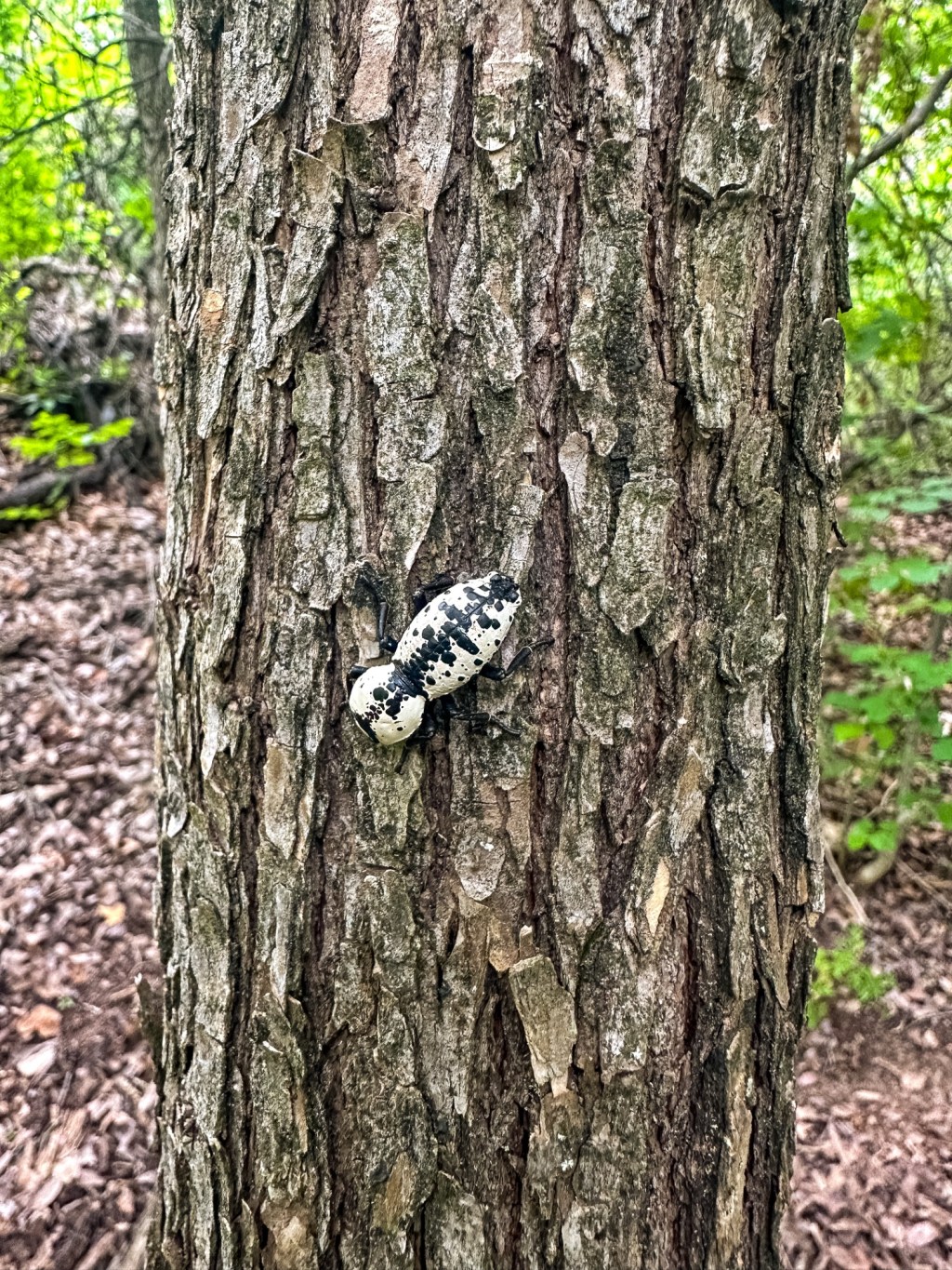 Spotted in the Wild: Texas Ironclad Beetle (And Why Engineers Love&nbsp;It!)