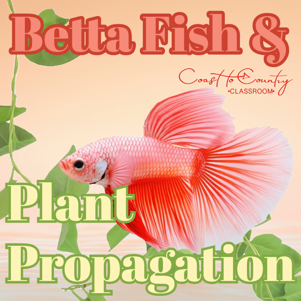 Betta Fish Care & Plant Propagation: A Fun, Educational Project for&nbsp;Kids