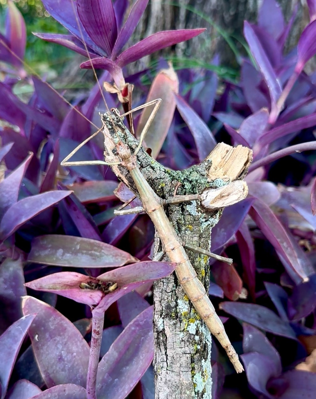 Spotting a Giant Walking Stick: Texas Backyard&nbsp;Wonders